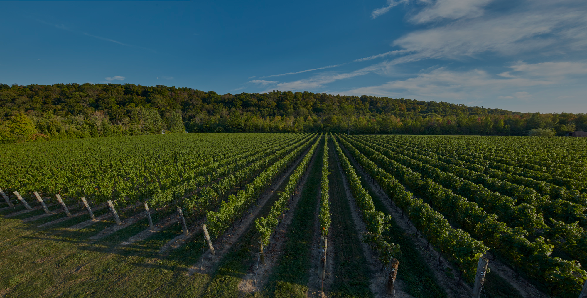 Cave Spring Vineyard Cave Spring Vineyard