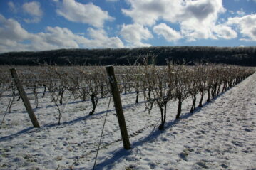 Icewine